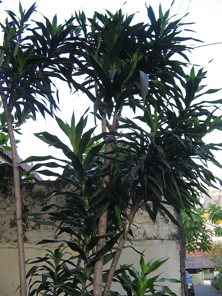Dracaena_angustifolia