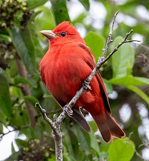 Summer tanager Species of bird