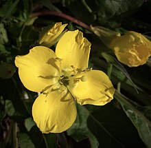 Sun cup Primrose closeup Suncup Primrose, camissonia ovata (27543590598).jpg