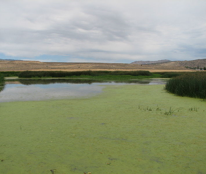 File:Swan Lake Nature Study Area wetlands.jpg