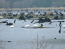 Swans resting on islands and tree stumps Swans on the Gearagh - geograph.org.uk - 1243384.jpg