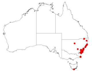 <i>Symphionema paludosum</i> Species of plant in the family Proteaceae