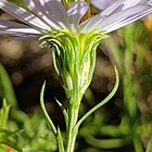 Symphyotrichum kentuckiense 233619813 (bract, involucre, phyllary).jpg