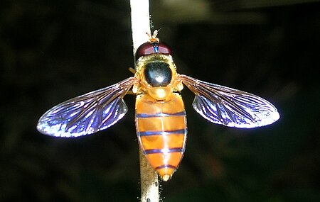 Tập_tin:Syrphid_Wynaad.jpg