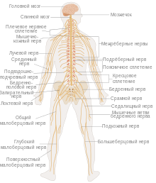 TE-Nervous system diagram-ru.svg