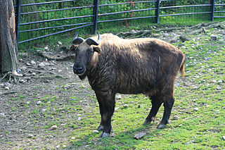 <span class="mw-page-title-main">Mishmi takin</span> A subspecies of takins, an animal found in the Himalayas