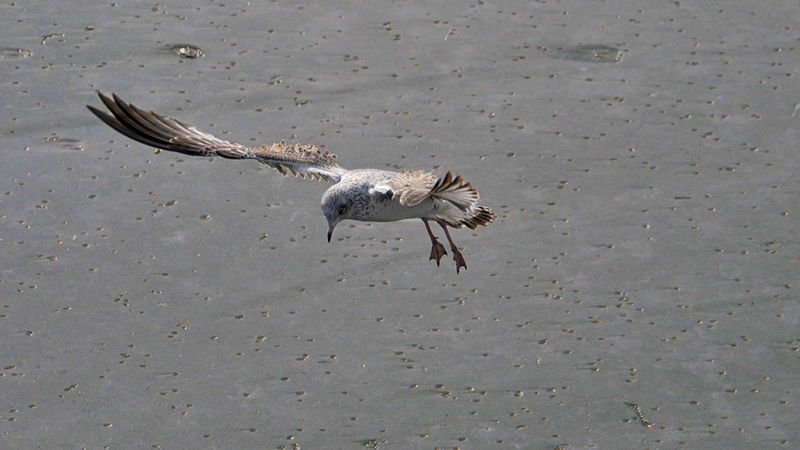 File:Taking Flight (5332595780).jpg