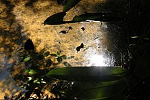 File:Taman_Negara,_Malaysia,_Spiderweb_over_water.jpg