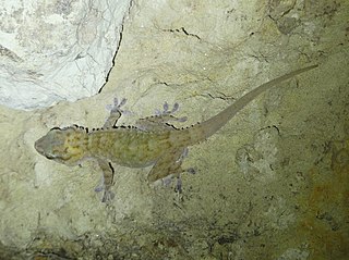 <span class="mw-page-title-main">Böhme's gecko</span> Species of lizard