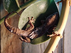 Beskrivelse av Tarentola delalandii (Wroclaw zoo) .JPG-bilde.