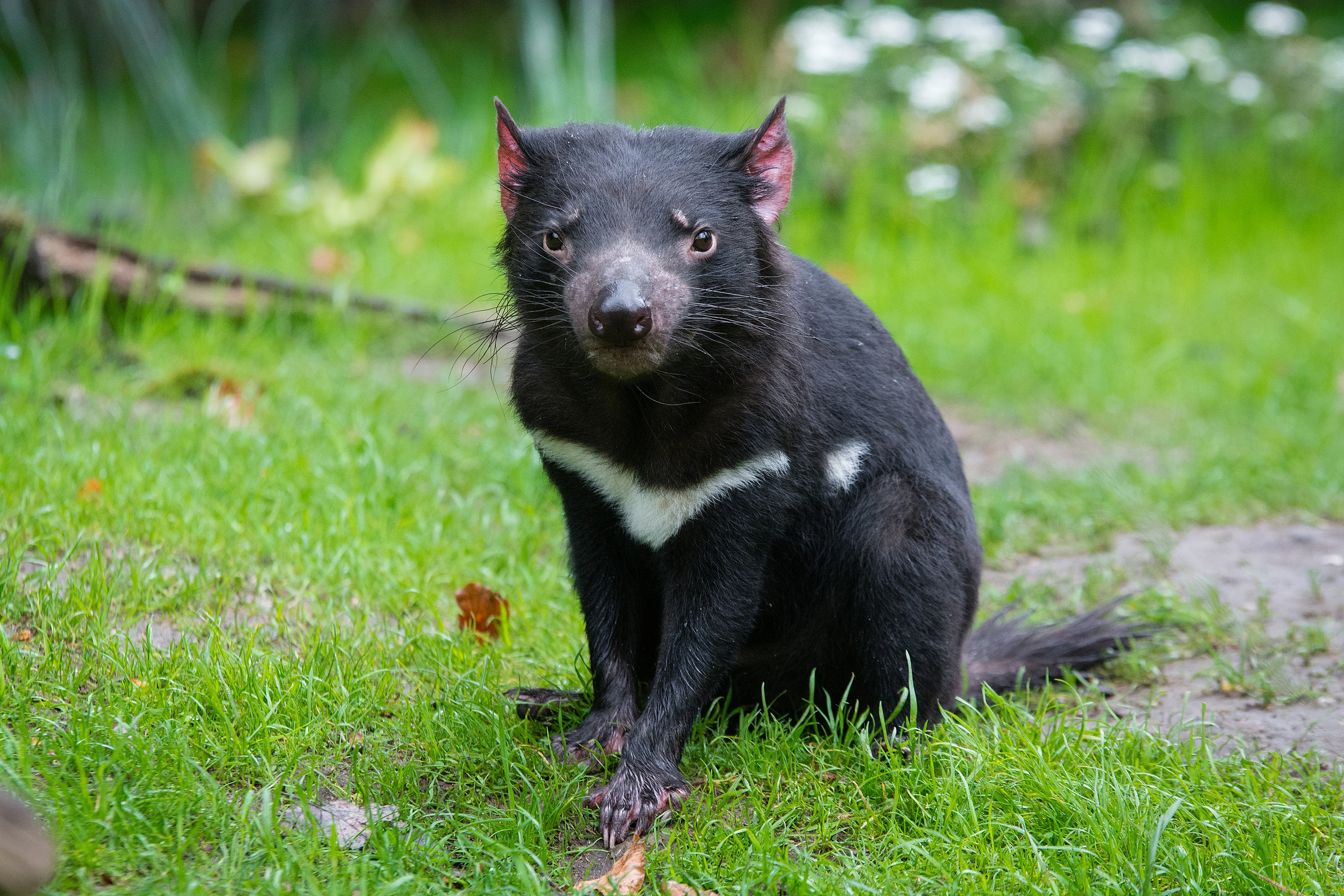 Tasmanian devil - Wikipedia