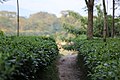 Tea Garden at Garumara National Park.jpg