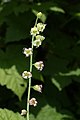 Tellima grandiflora