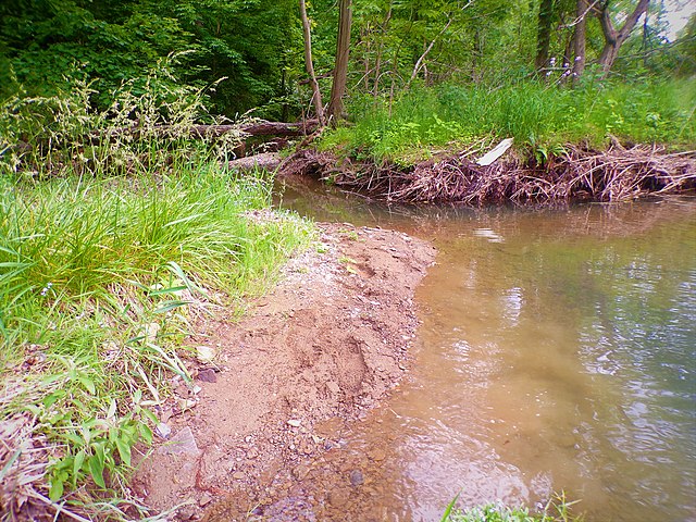Humid wetland in Pennsylvania before a rain.