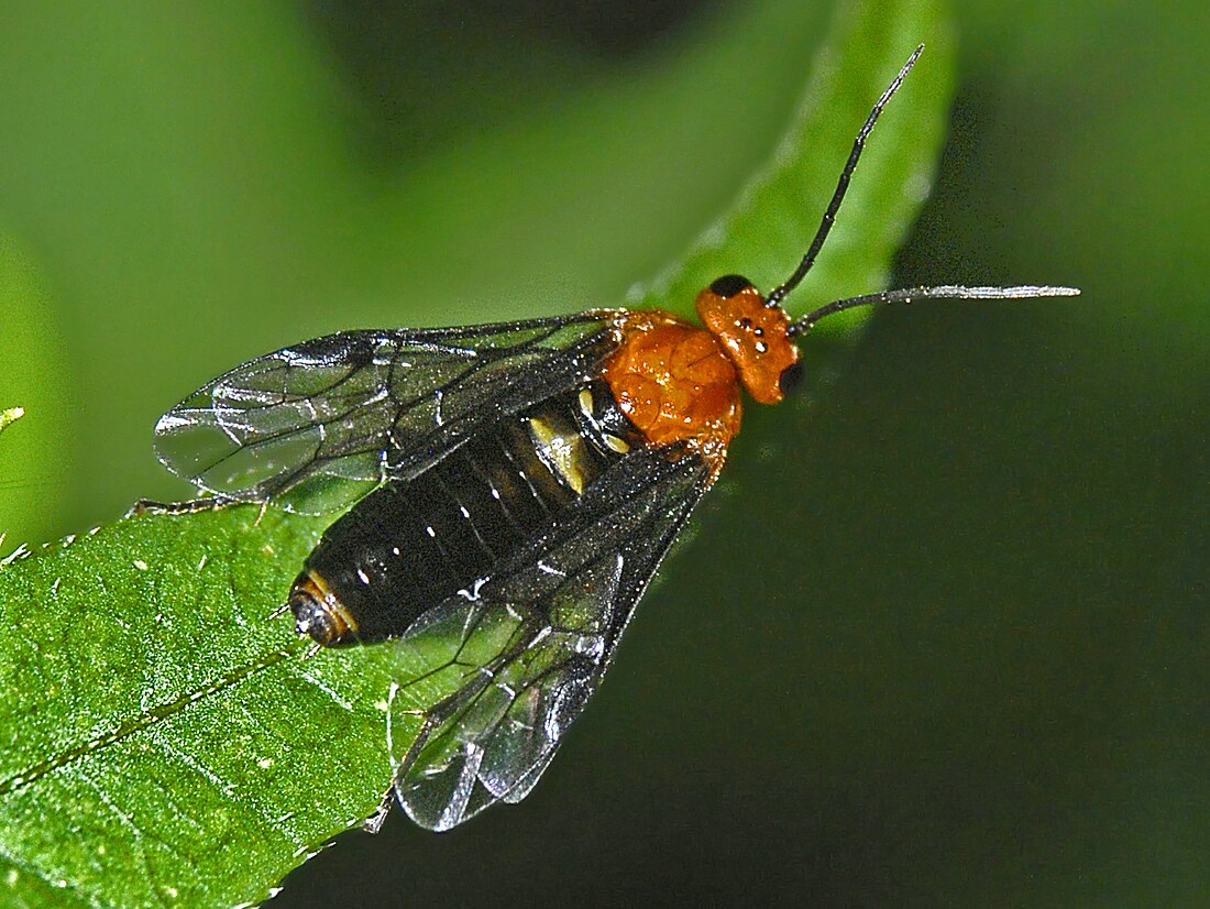 Hemichroa