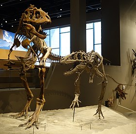 Esqueletos reconstruídos de adulto e juvenil no Museu de Salt Lake City.