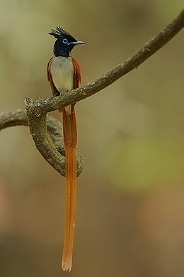 Terpsiphone paradisi -near Amaya Lake, Dambulla, Sri Lanka-8.jpg