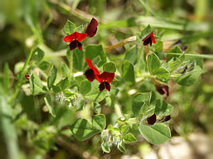 Tetragonolobus purpureus (plant).jpg