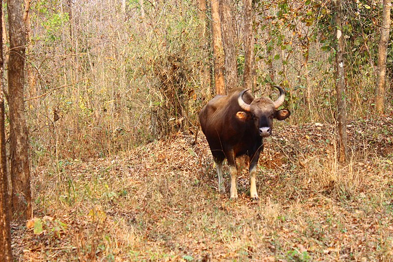 File:The Gaur of Gondia.jpg