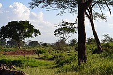 Krajobraz Serengeti
