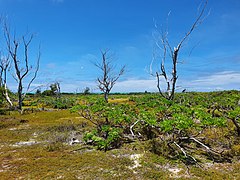 Images of L'Île Coco