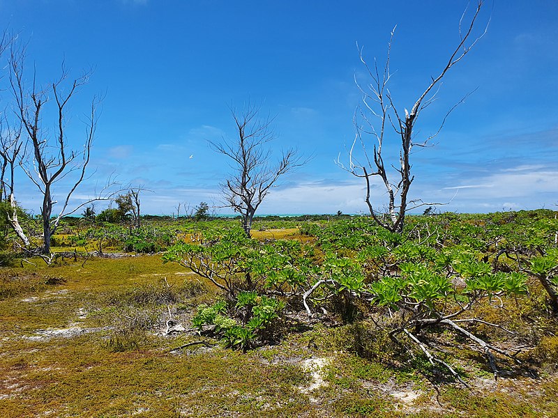 File:The Thirteen Islands of St Brandon - Images of L'Île Coco, Cargados Carajos in Mauritius 06.jpg