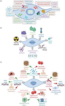 Механізми, причини та наслідки клітинного старіння