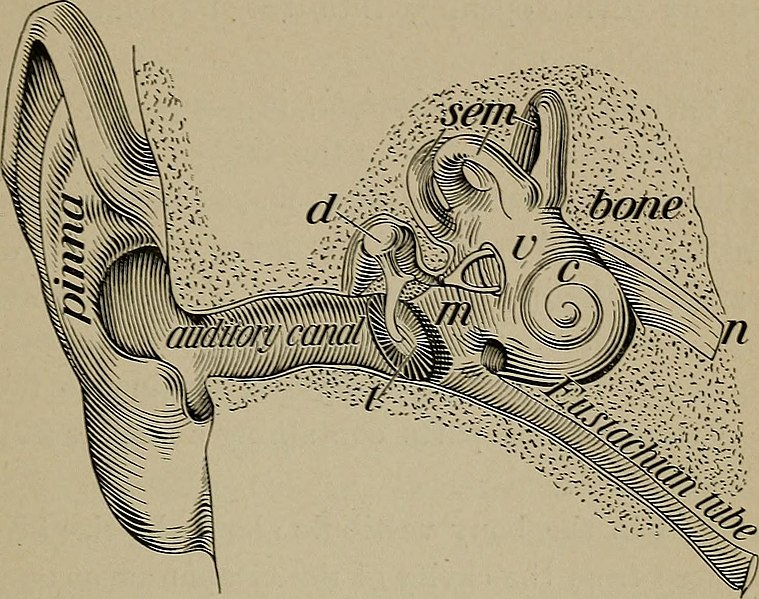 File:The human body and health - an elementary text-book of essential anatomy, applied physiology and practical hygiene for schools (1908) (14769870521).jpg