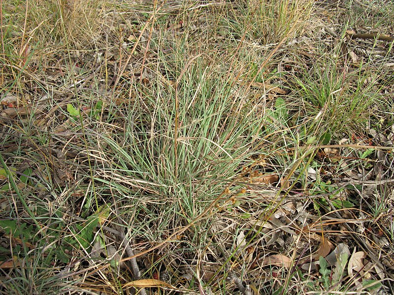 File:Themeda triandra leaf2 St Marks Canberra (16073547671).jpg