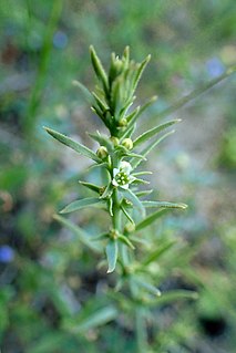 <i>Thesium humile</i> Species of plant