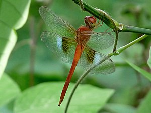 Coral-tailed Cloudwing (Tholymis tillarga) male