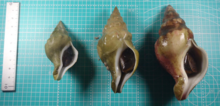 Three Kelletia lischkei whelks from Japan. Three Kelletia lischkei.png