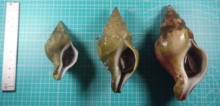 Three Kelletia lischkei snails Three Kelletia lischkei.png