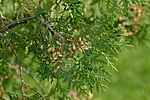 Miniadura per Thuja occidentalis