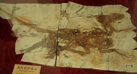 Tianyuraptor