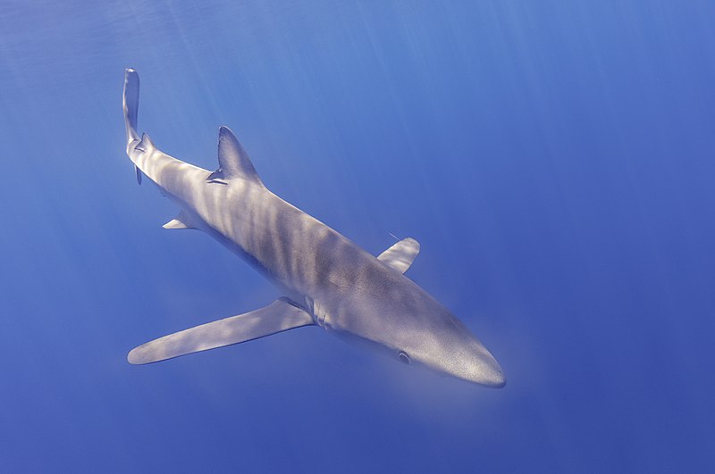 File:Tiburón azul (Prionace glauca), canal Fayal-Pico, islas Azores, Portugal, 2020-07-27, DD 35.jpg