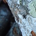 Tiger beetle pouncing on an ant. (Family Carabidae, Subfamily Cicindelinae)