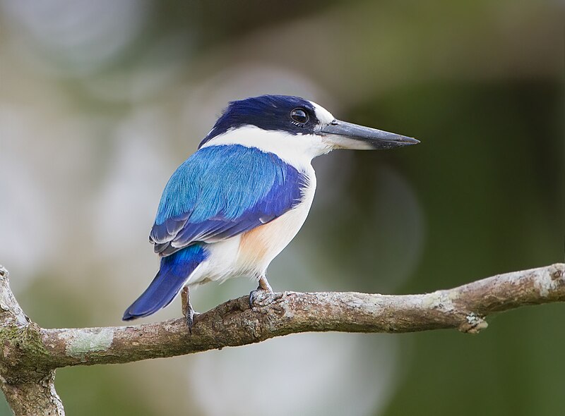 File:Todiramphus macleayii - Daintree Village.jpg