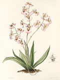 Thumbnail for Tolumnia variegata