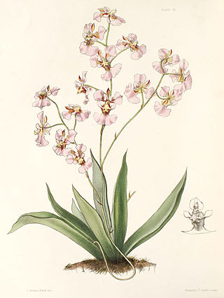 <i>Tolumnia variegata</i> Species of orchid