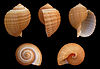 No. 648 Other animals /Bones&Shells 201010078 Votepage