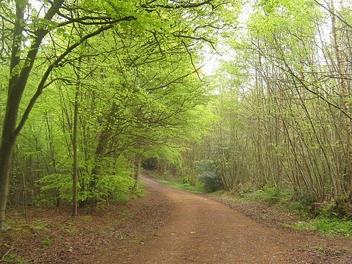 Track in Farningham Wood - geograph.org.uk - 1852150