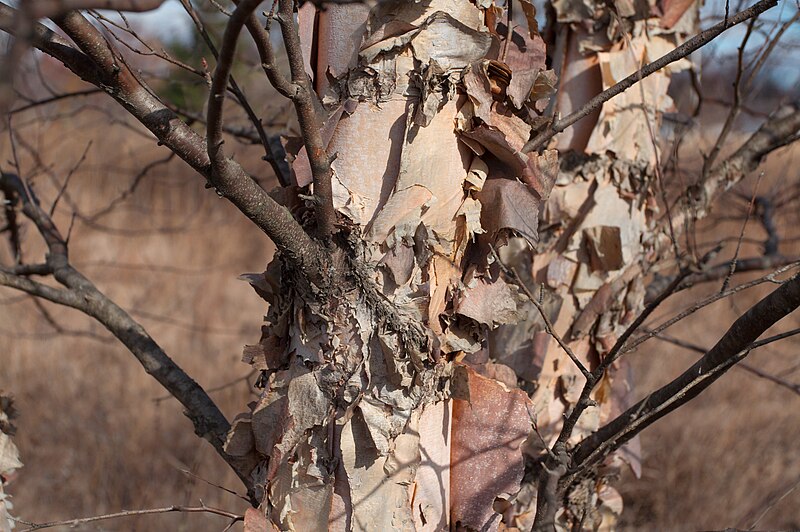 File:Tree bark 2666.jpg