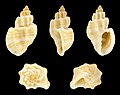 * Nomination Shell of a Cancellariid, Trigonaphera bocageana --Llez 17:50, 4 October 2017 (UTC) * Promotion Good quality. --Poco a poco 18:30, 4 October 2017 (UTC)