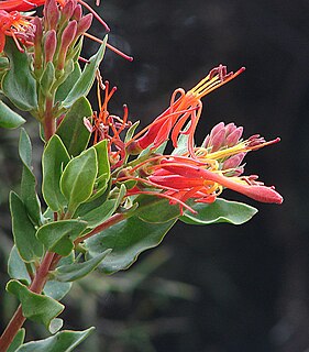 <i>Tristerix pubescens</i> Species of mistletoe