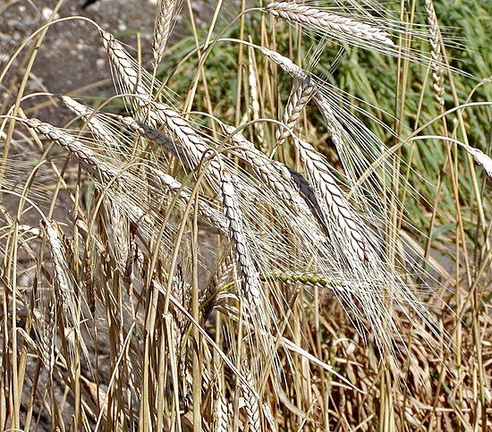 Злаковые корма. Пшеница (Triticum aestivum. Пшеница тургидум. Пшеница Kamut Колос. Колос пшеницы тургидум.