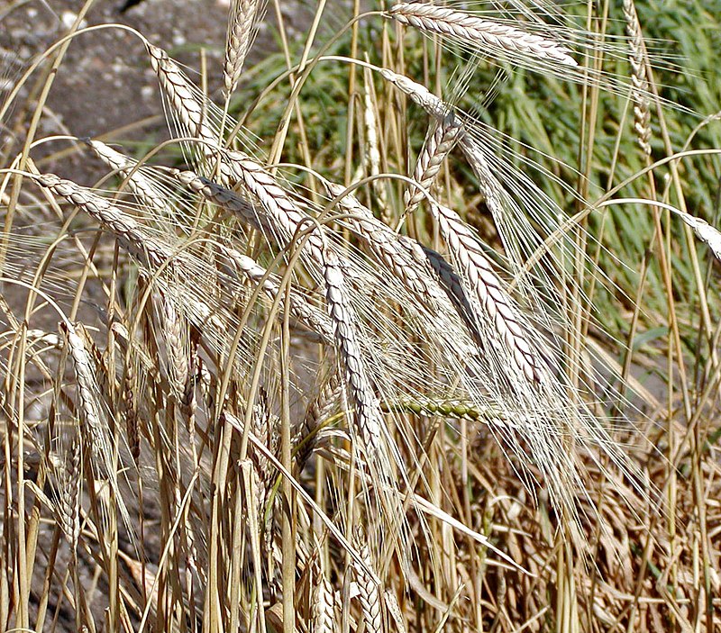 Triticum - Wikipedia, la enciclopedia libre