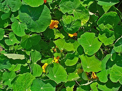 Tropaeolum majus Habitus