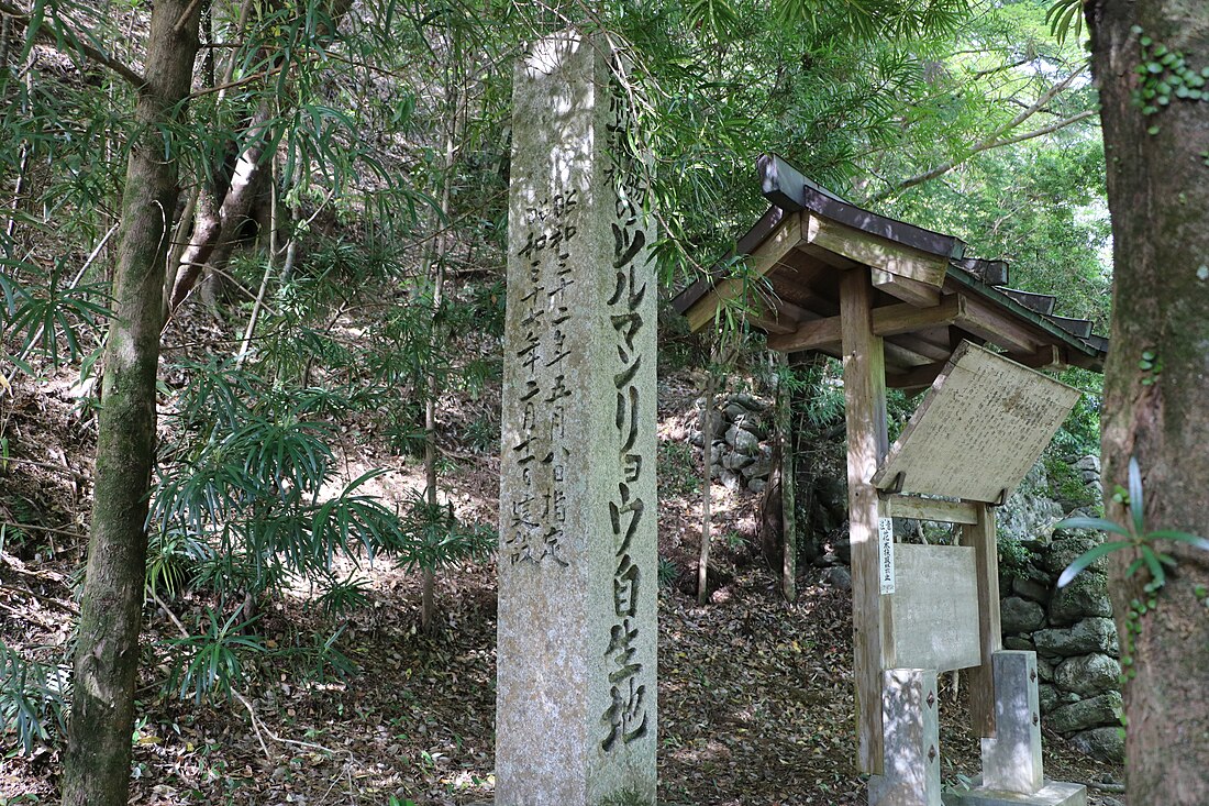 丹生川上中社のツルマンリョウ自生地