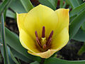 Tulipa linifolia 'Yellow Jewel'